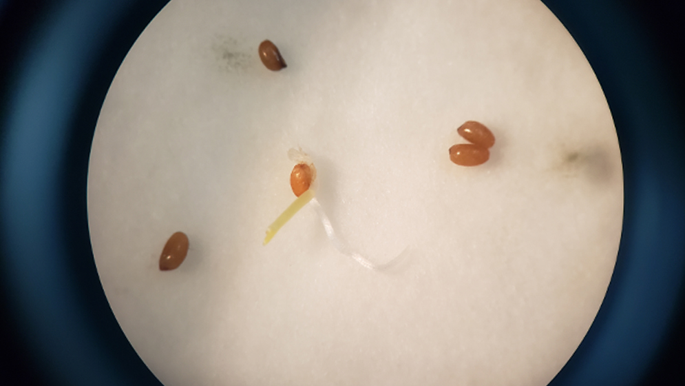 La harina utilizada proviene del grano de teff germinado, lo cual proporciona una gran cantidad de nutrientes fáciles de absorber.